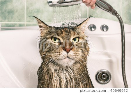 Wet cat in the bath 40649952