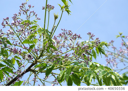 已經開始綻放的花之花 40650336
