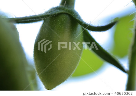 結果後的番茄 結果後的番茄 40650362