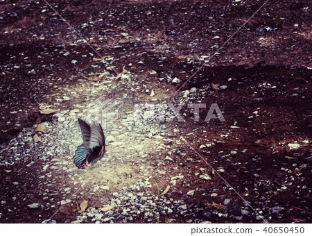 One butterfly on the stone floor. 40650450