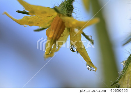 Tomato flower close up 40650465