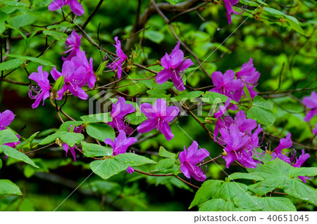Azalea's flower Azalea's flower 40651045