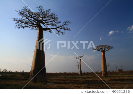 Landscape with Baobab Landscape with Baobab 40651226