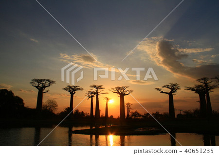 Baobab trees at dusk 40651235