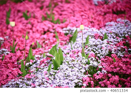 Spring of the garden, Spring of the garden, 40651334