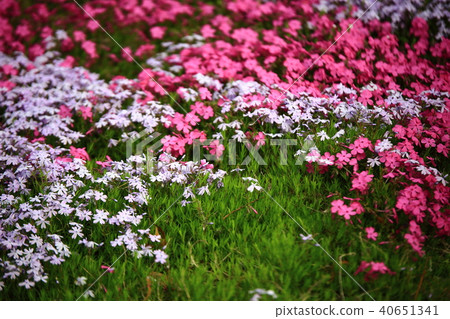 Spring of the garden, Spring of the garden, 40651341