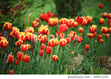 Spring of the garden, 40651354