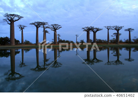 猴麵包樹景觀 40651402