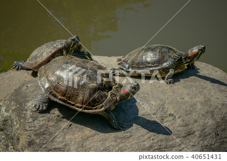 Mississippi Pond slider Mississippi Pond slider 40651431