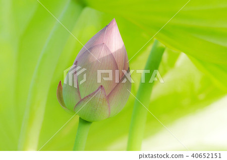 Lotus flower buds 40652151