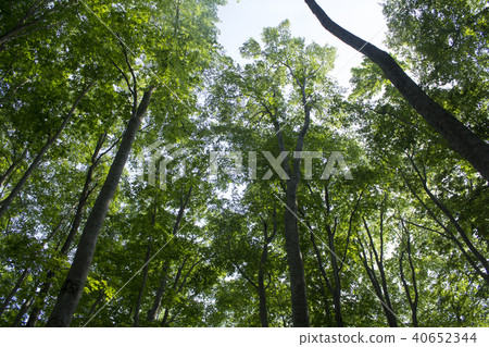  美麗的森林 40652344
