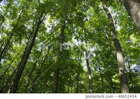 Beautiful forest Beautiful forest 40652434