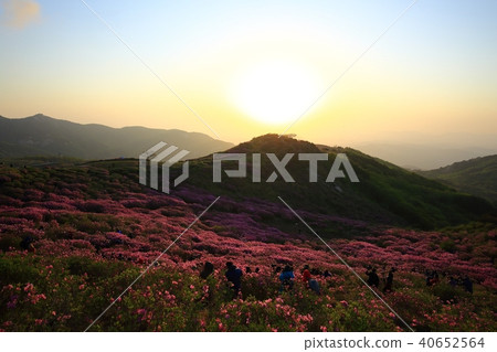 黃馬日出, 黃馬日出, 40652564