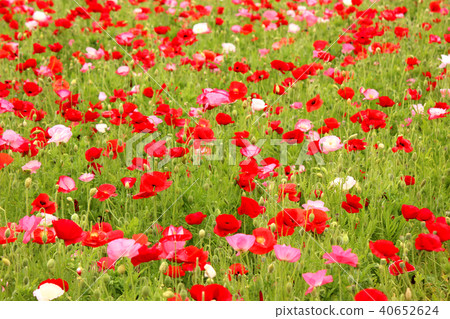 Poppy at its best in Arakawa riverbed (4) Poppy at its best in Arakawa riverbed (4) 40652624