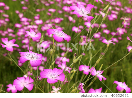 Barley Nadeshiko (1) in full bloom 40652631