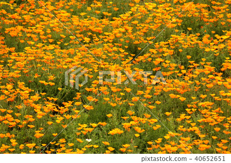 Yellow poppy carpet (4) Yellow poppy carpet (4) 40652651
