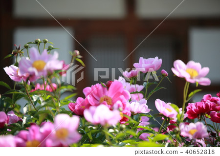 Healing Gardens, 40652818