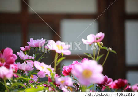 Healing Gardens, 40652819