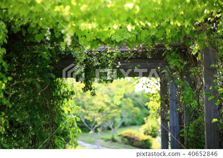 Healing Gardens, 40652846