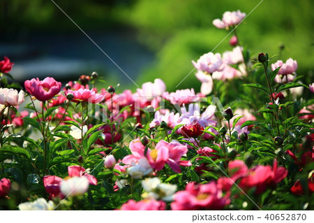 Healing Gardens, 40652870