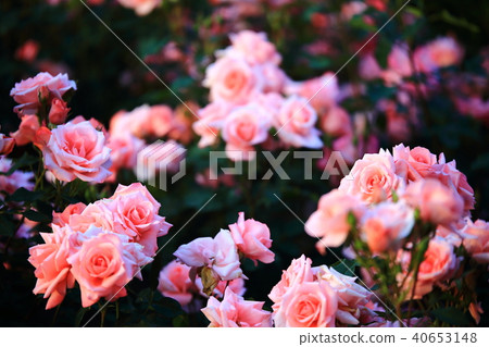 "Spring in the Garden" "Spring in the Garden" 40653148