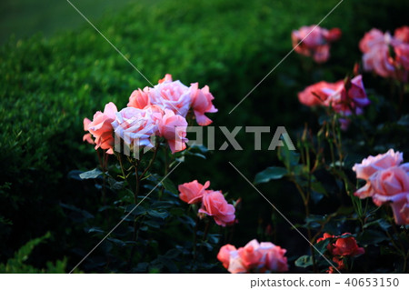 《花園裡的春天》 40653150