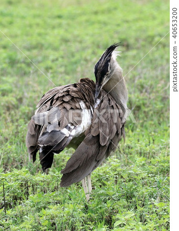Serengeti National Park 40653200