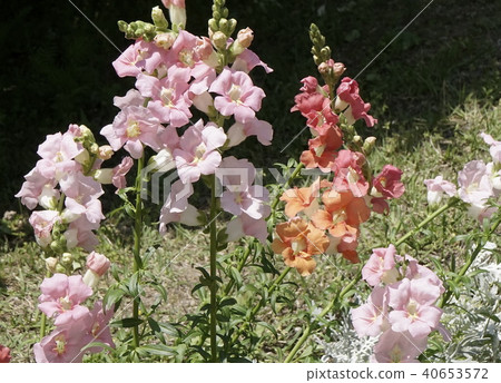 Snapdragon Rose color Orange color 01 40653572