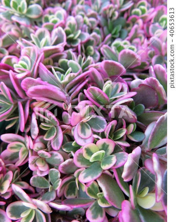 Portulaca Portulaca 40653613