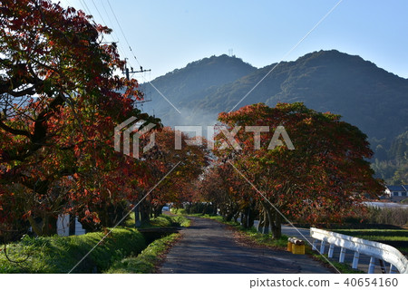 Birch-lined tree of Yanagisaka Sone of Kurume-shi Birch-lined tree of Yanagisaka Sone of Kurume-shi 40654160