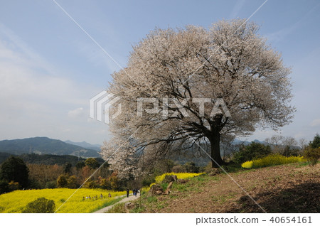 Yamazaki of Baba of Takeo City Stock Photo 40654161 PIXTA