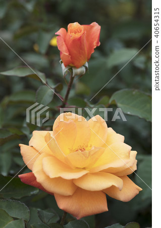 橙色玫瑰花 40654315
