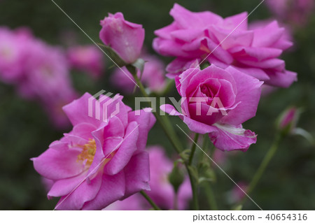  粉紅玫瑰花朵 40654316