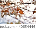 Cherry Blossoms	 40654446