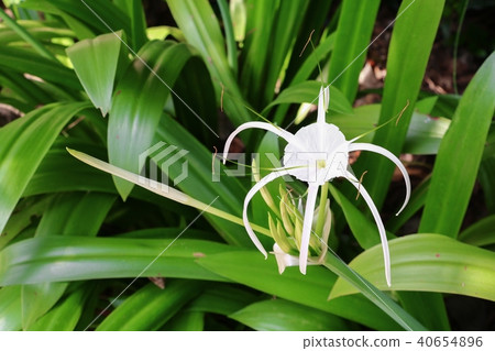 Spider Lily flower white in a garden  40654896