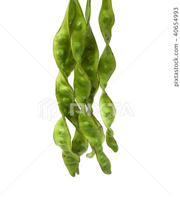 Parkia speciosa sheath on white background Parkia speciosa sheath on white background 40654993