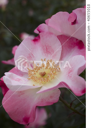 Red and white rose flowers Red and white rose flowers 40655018