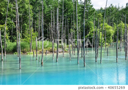 北海道藍塘美瑛町 40655269