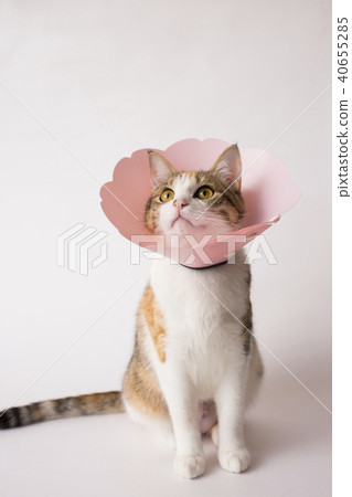 Cat Elizabeth color 40655285