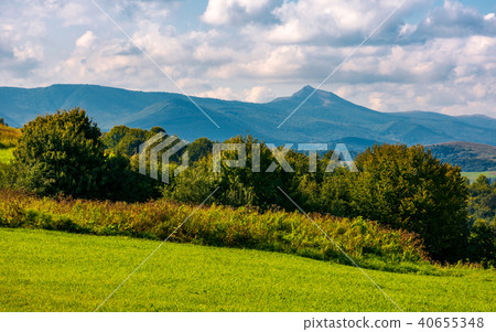 forest on a grassy hill in afternoon 40655348