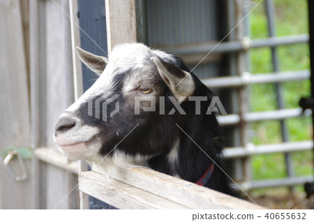 黑山羊 40655632