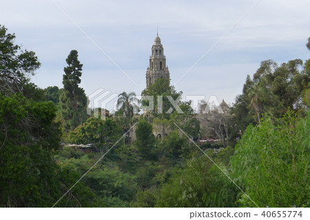 California Tower towering in a dense forest 40655774