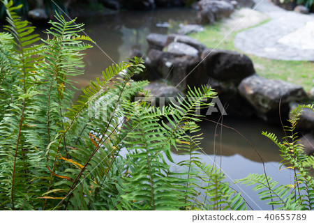 Taiwan Polypody Ikebei Taishui Water Dragon Taiwan Taiwan 40655789
