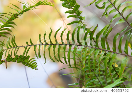 台灣池袋池北台水水龍台灣台灣 40655792