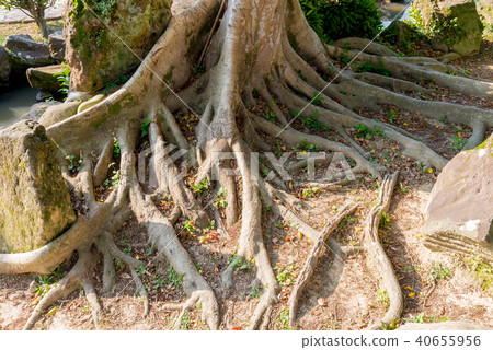 土地上交錯的樹根 地上で交差する樹の根 Interlaced Tree Roots On Land 土地上交錯的樹根 地上で交差する樹の根 Interlaced Tree Roots On Land 40655956