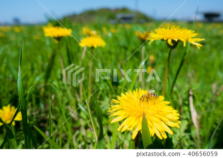 Dandelion bee blue sky 40656059