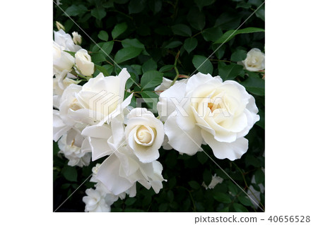 rose rose 40656528