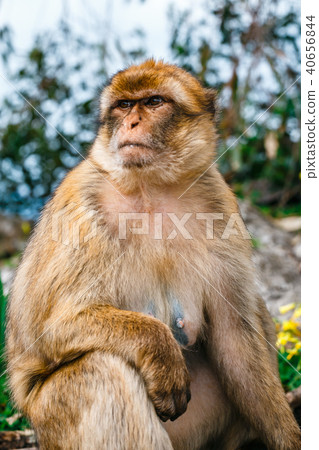 Portrait of a wild female macaque 40656844