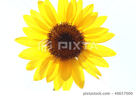 sunflower	 40657000