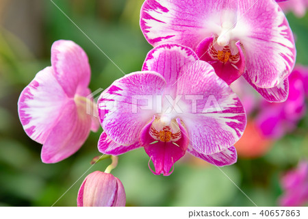 蝴蝶蘭 Phalaenopsis 胡蝶蘭 Flower 蘭花 はな Moth Orchid 花卉 蝴蝶蘭 Phalaenopsis 胡蝶蘭 Flower 蘭花 はな Moth Orchid 花卉 40657863